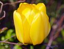 Blomfoto_1