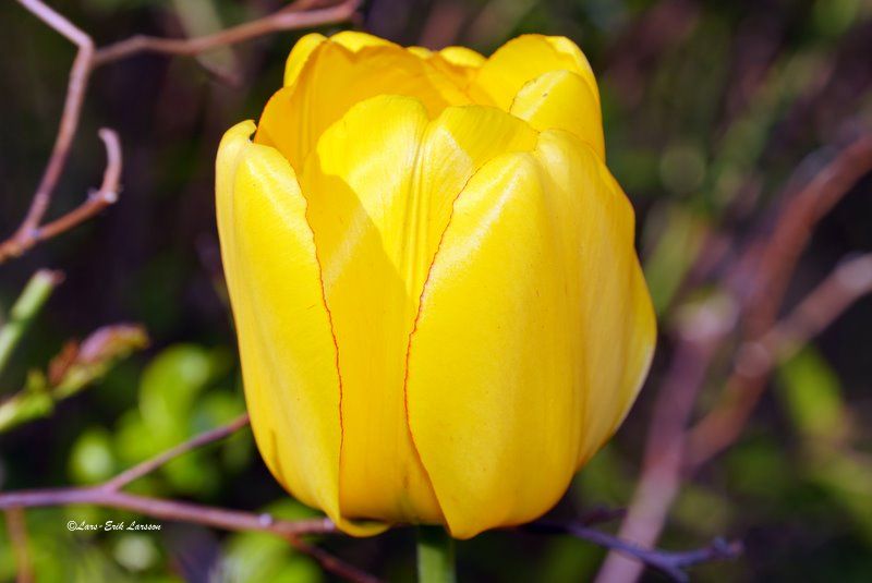 Blomfoto_1