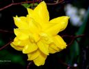 Blomfoto_2