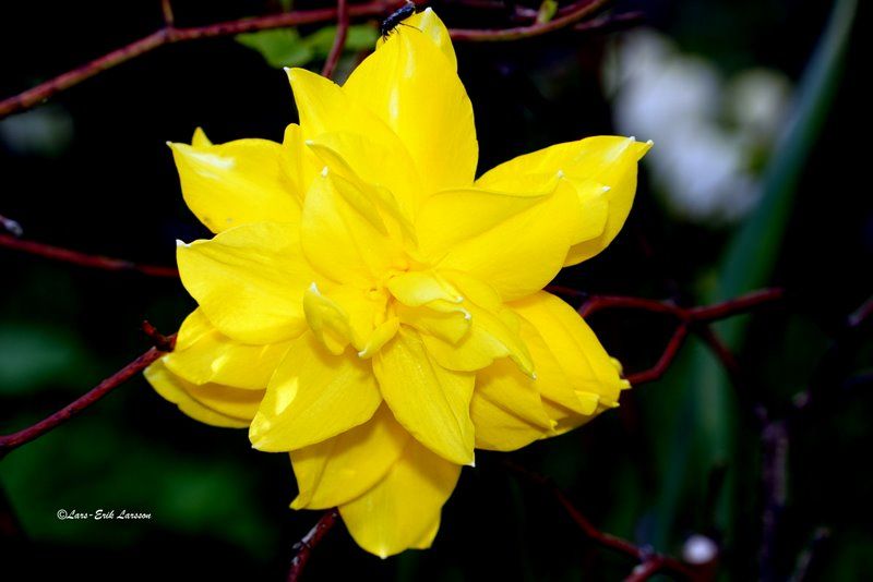 Blomfoto_2