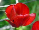 Blomfoto_3