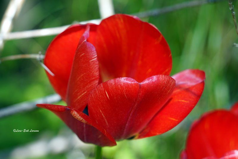 Blomfoto_3