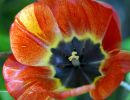 Blomfoto_4