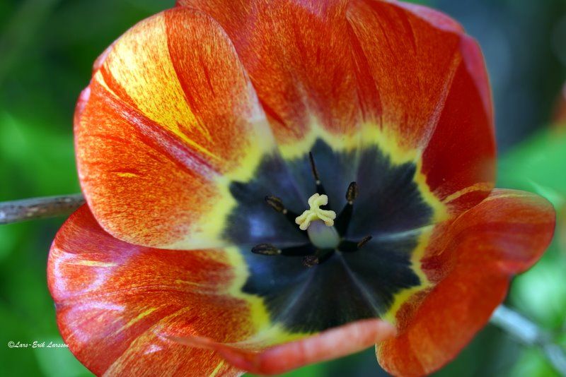 Blomfoto_4