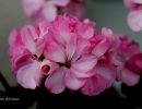 Blomfoto_5