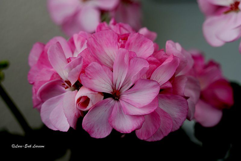 Blomfoto_5